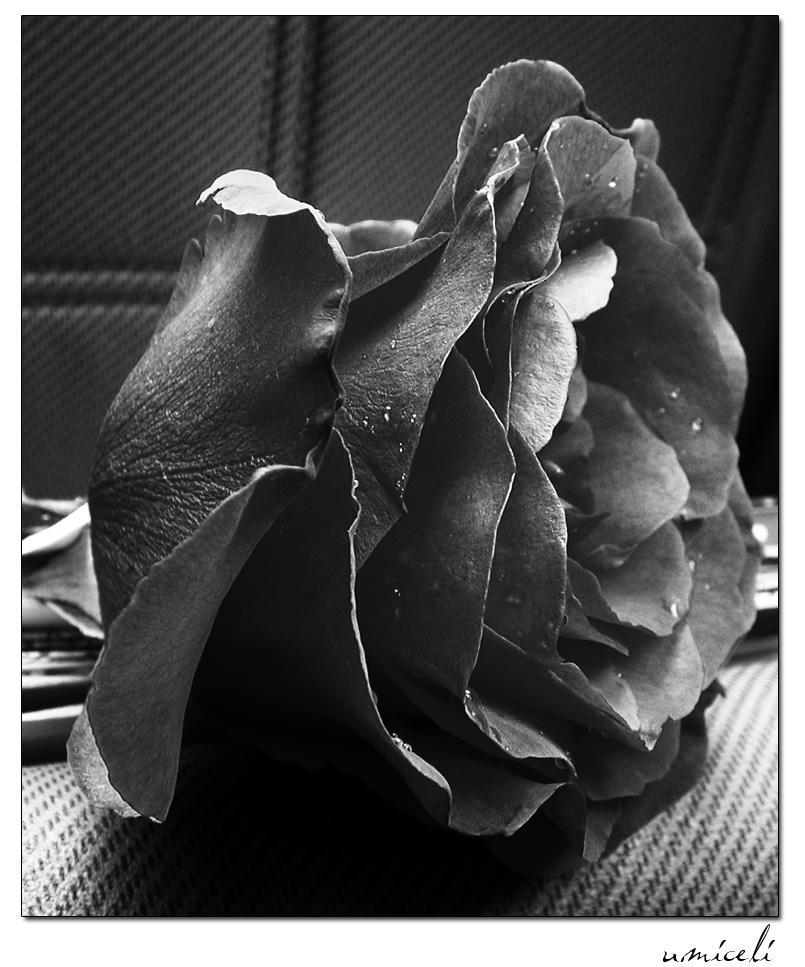 A rose for my friends