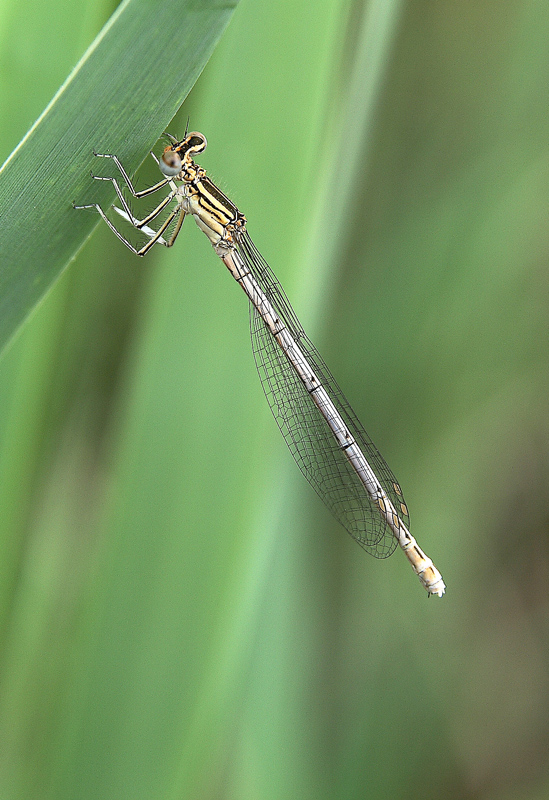 appesa ad un filo d'erba