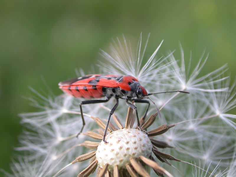 anche gli insetti sono superstiziosi