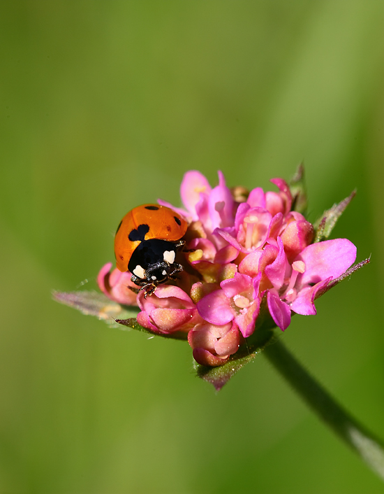 Cuore perfetto......