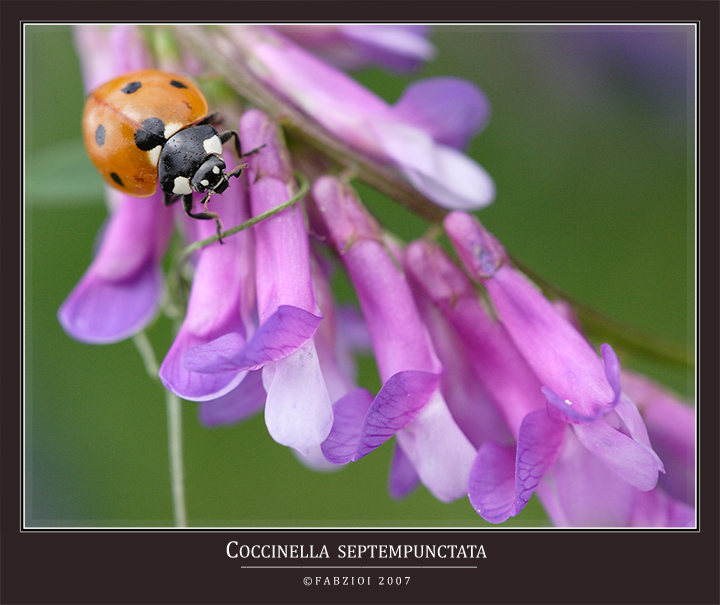 COCCINELLA SEPTEMPUNCTATA
