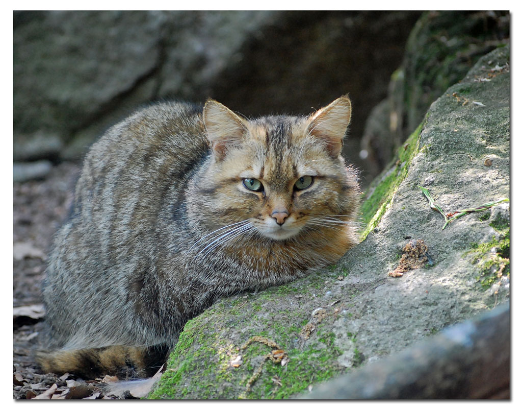 Gatto Selvatico