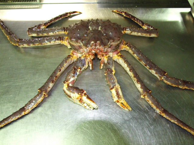 Gigante dei mari freddi della Russia