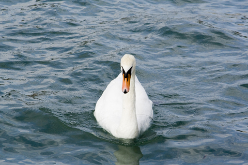 cigno sul lago d'iseo