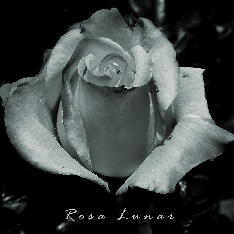 Rosa lunare