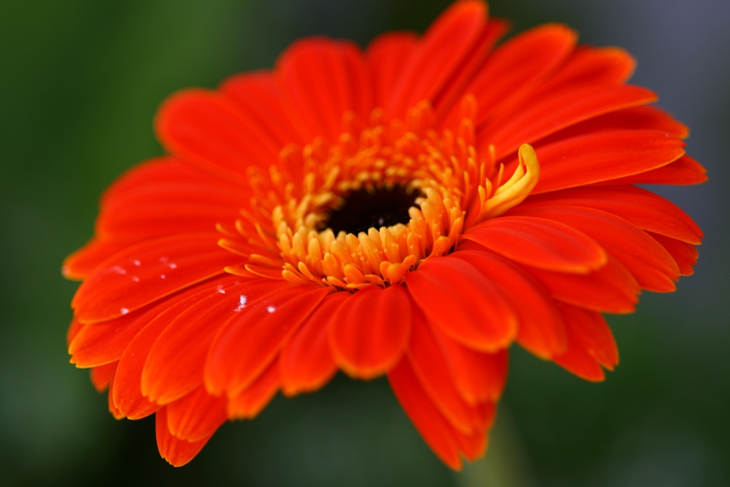 gerbera orance