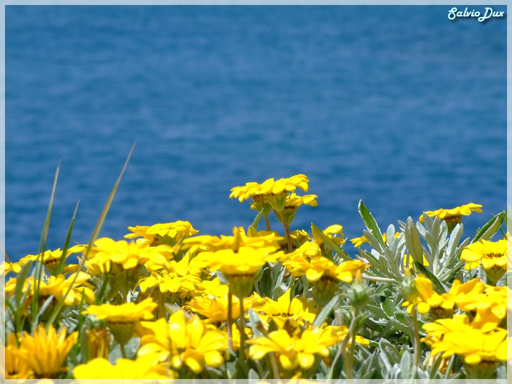 Mare con fiori