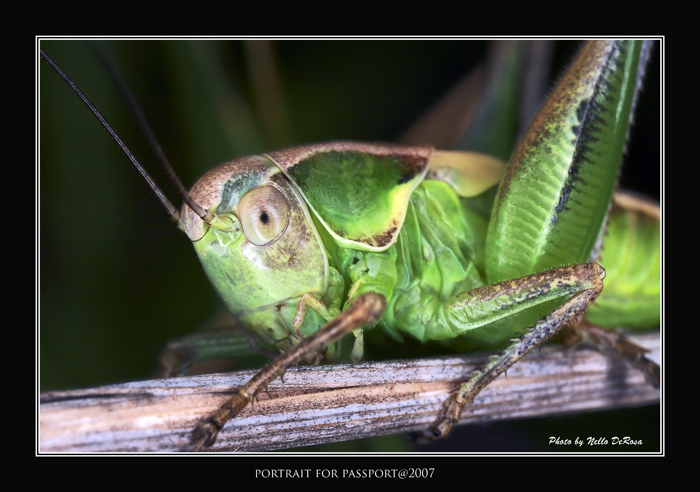 "Portrait for Passport@2007"