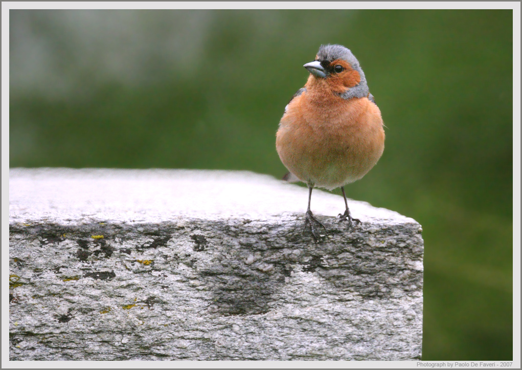 Pettirosso. ( anzi no, fringuello!)