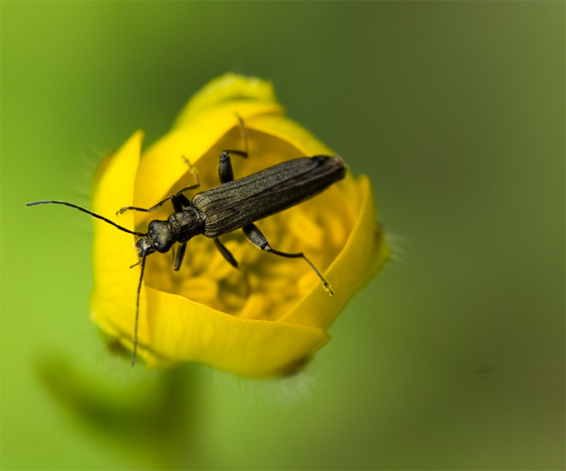 coleottero oedemera flavipes