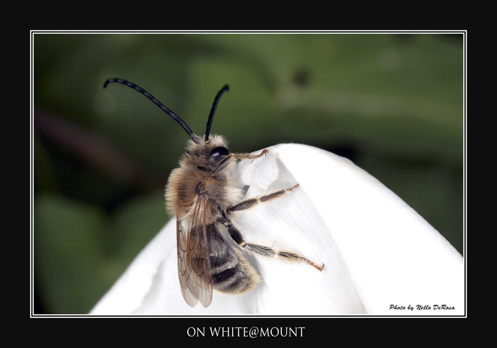 "On White@Mount"