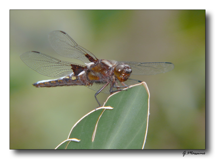 libellula marrone 2