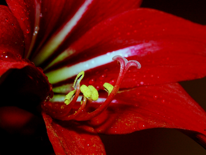 In rosso .... e nero