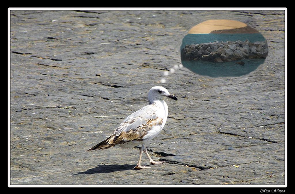 Vi prego, ridatemi il mio mare....