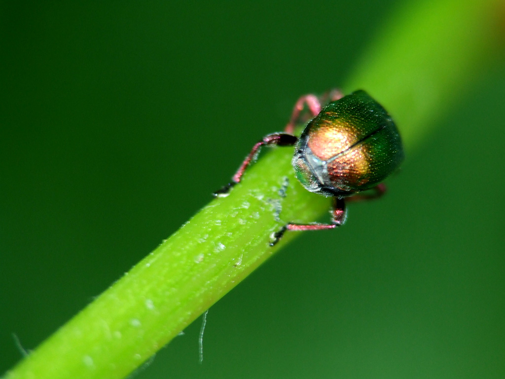 Motocicletta...tutta cromataaaaaa