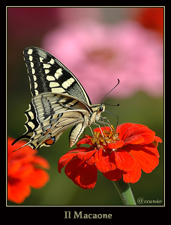 un altro fiore succulento