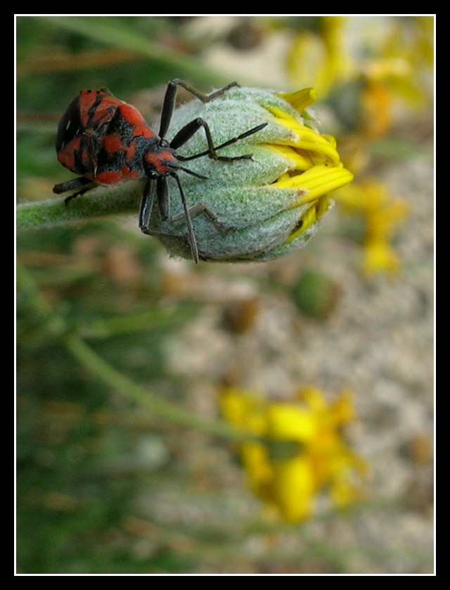 Guarda chi si rivede