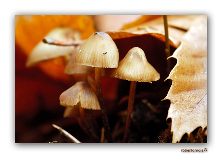 Ritratto di Famiglia