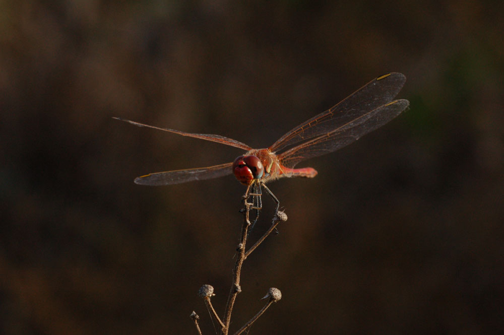 Libellula