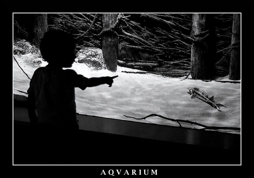 AQVARIUM