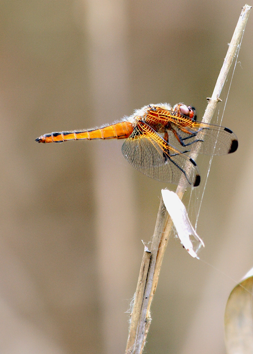 libellula