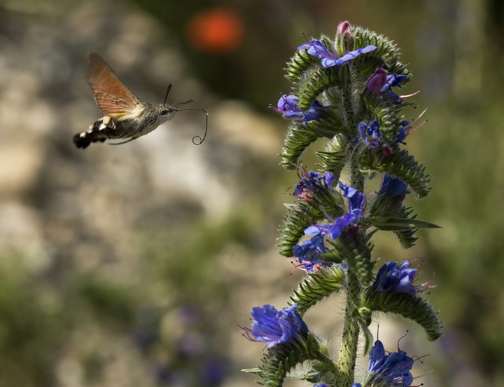 Ho rotto il ghiaccio