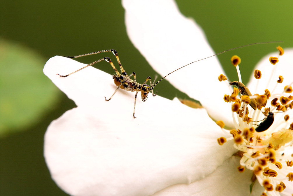 grillo microscopico in compagnia ,sulla rosa canina!