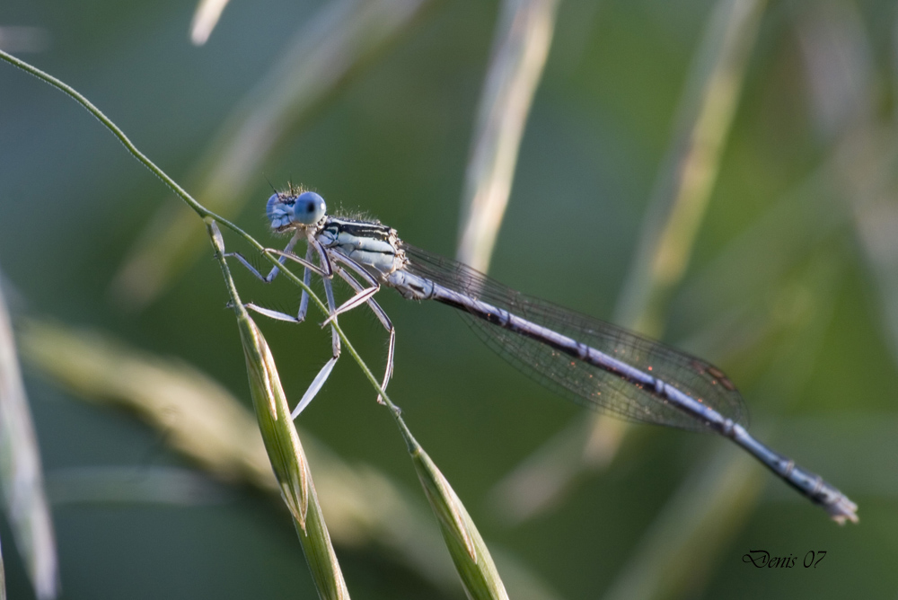 Coenagrion puella