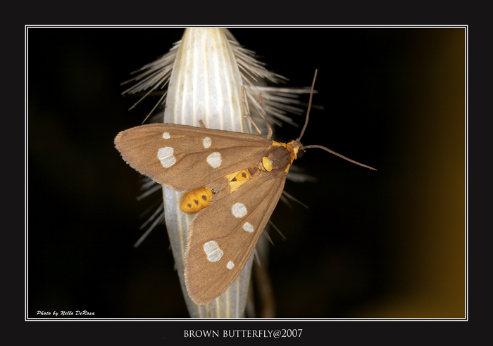 "Brown Butterfly@2007"