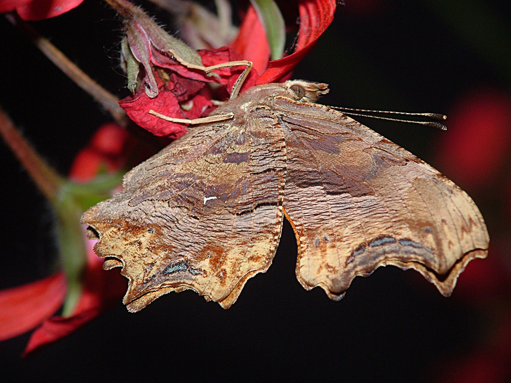 farfalla in notturna