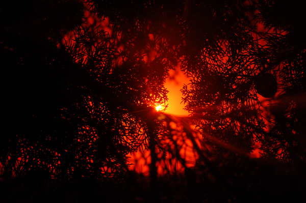 "tramonto tra le foglie"
