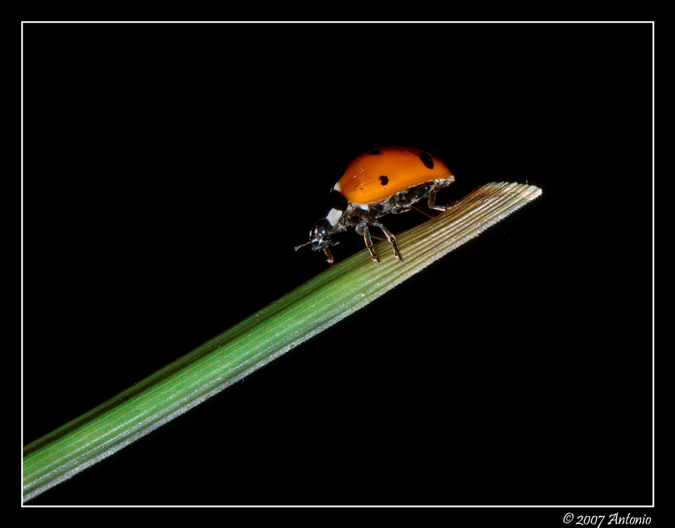 Coccinella
