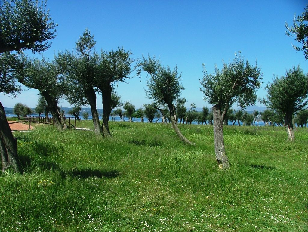 Alberi