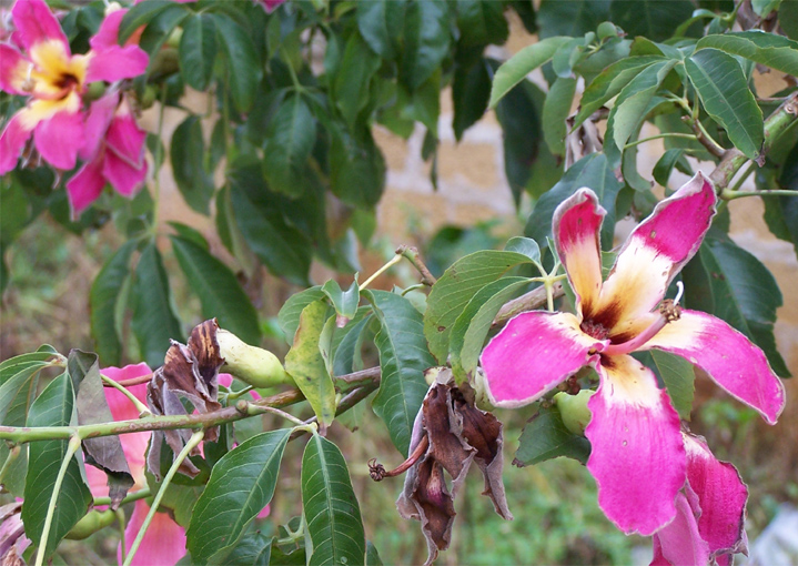 Fiori