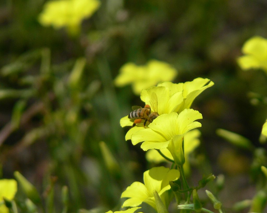 ...dentro un fiore..