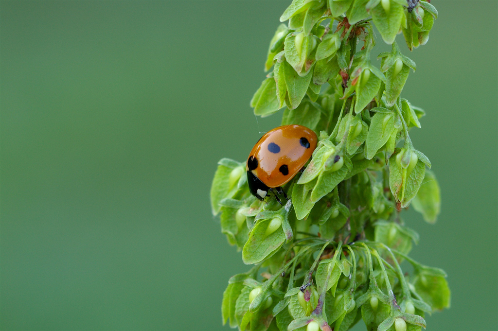 Preparativi per la notte