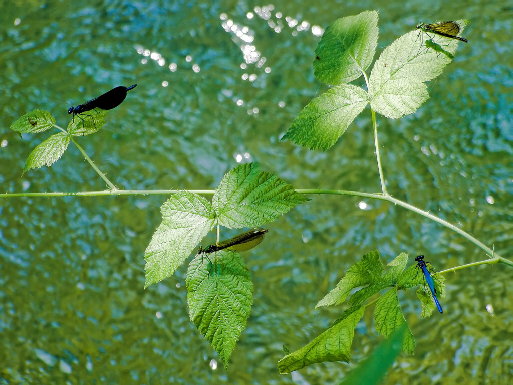 Eravamo quattro amici al Bar...................