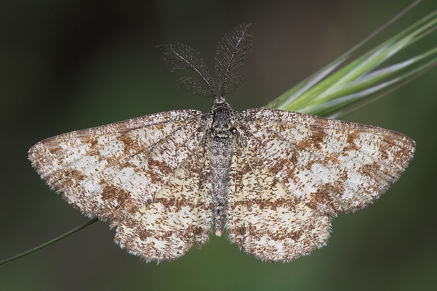 Farfalla sulla spiga