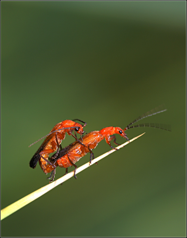 fsi..fsi..fsi..fsi..