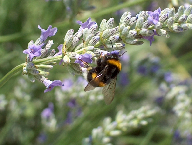 ops...ho mangiato troppo...
