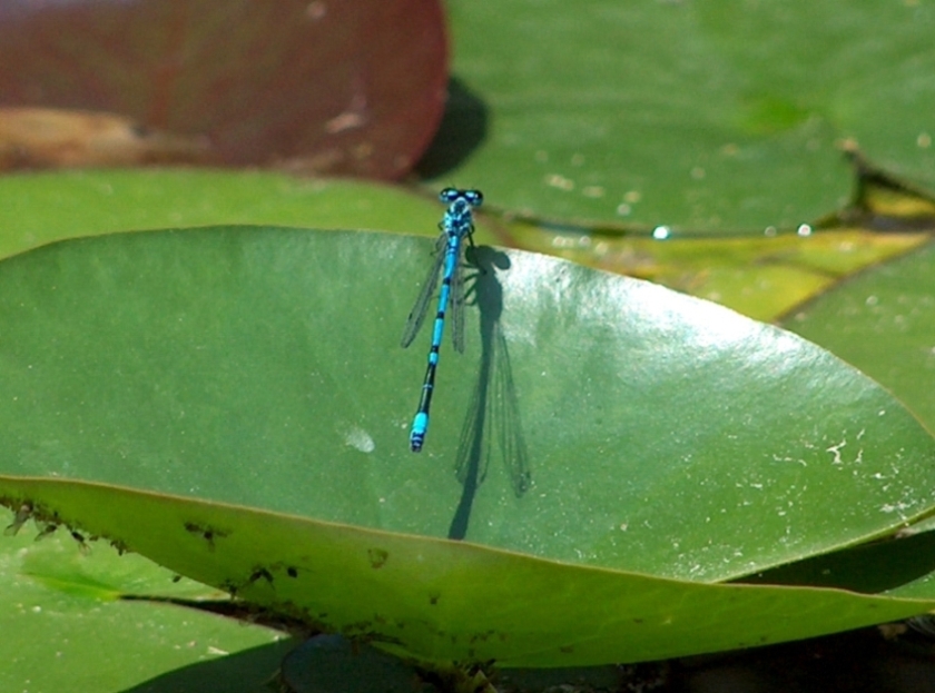 libellula nel laghetto di casa