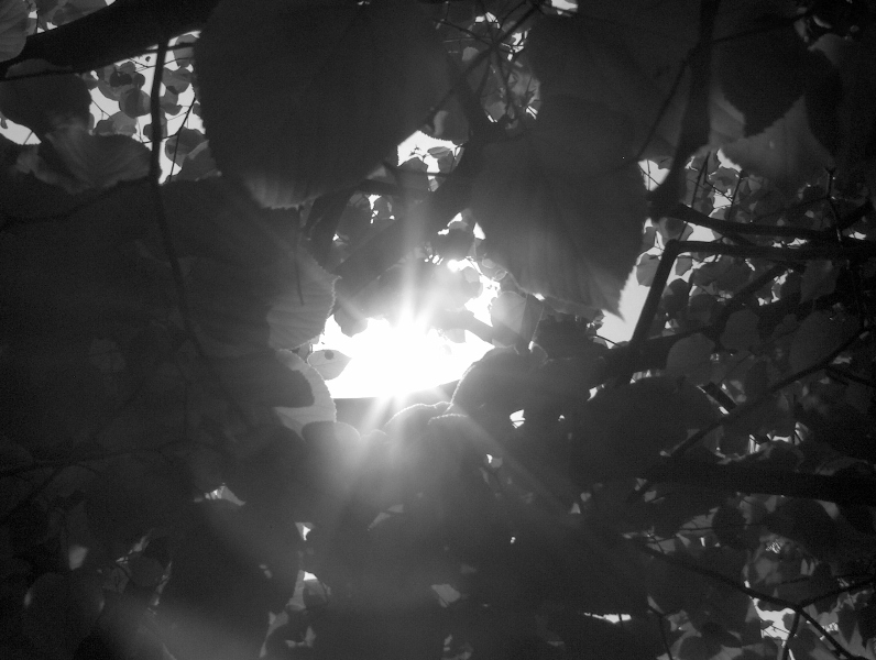 bianco e nero luce tra le foglie