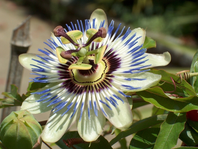la passiflora