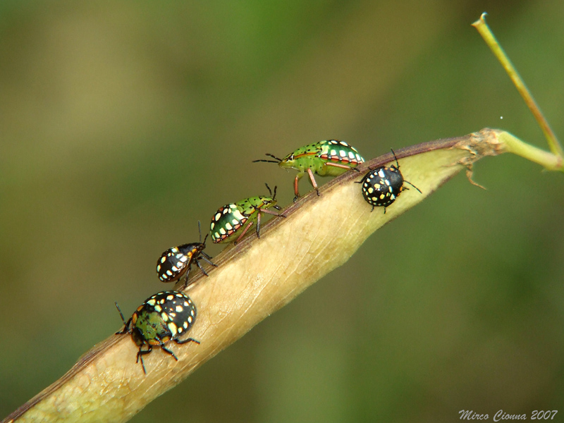 Riunione di condominio