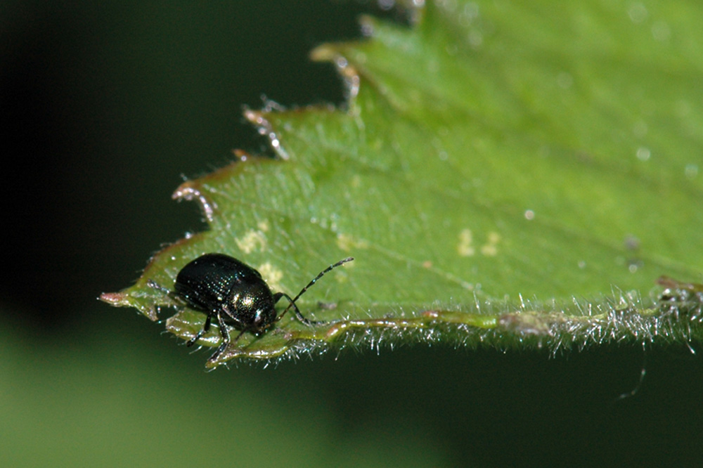 3 mm