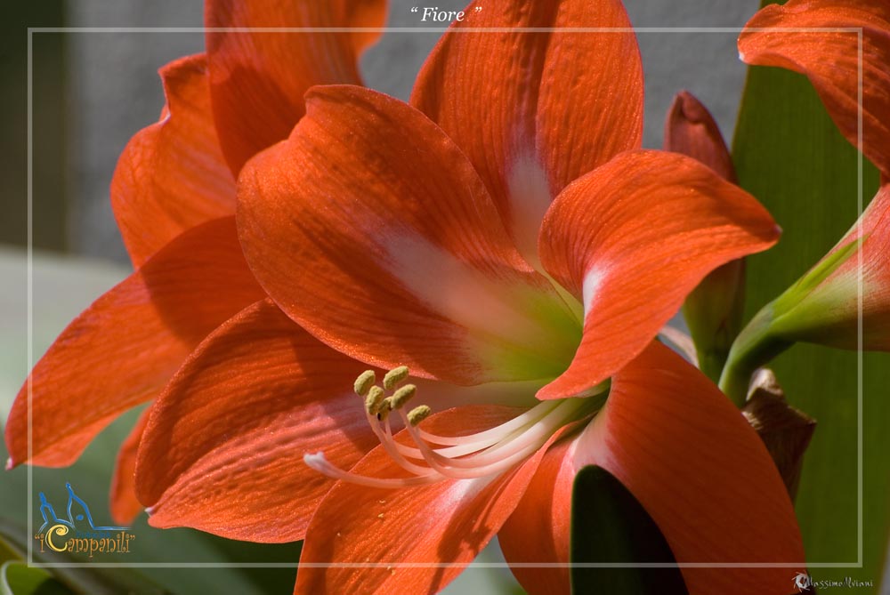 Fiore