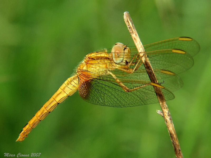 Libellula