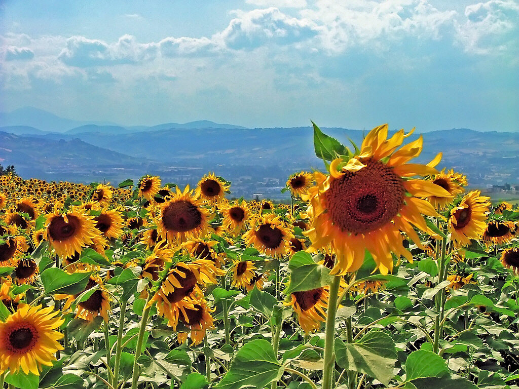 Non spingete............