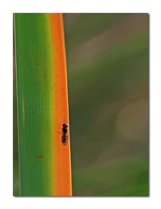 preferisco i colori caldi