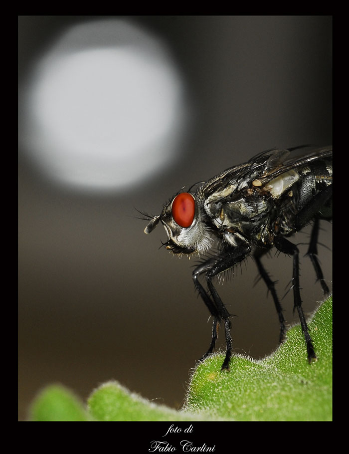 anvedi... che schifo